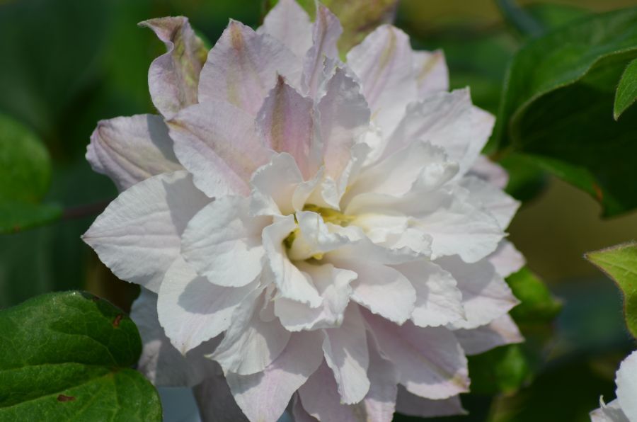 Клематис Дансинг Дорин ЗКС