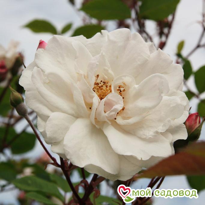 Роза Белый каскад