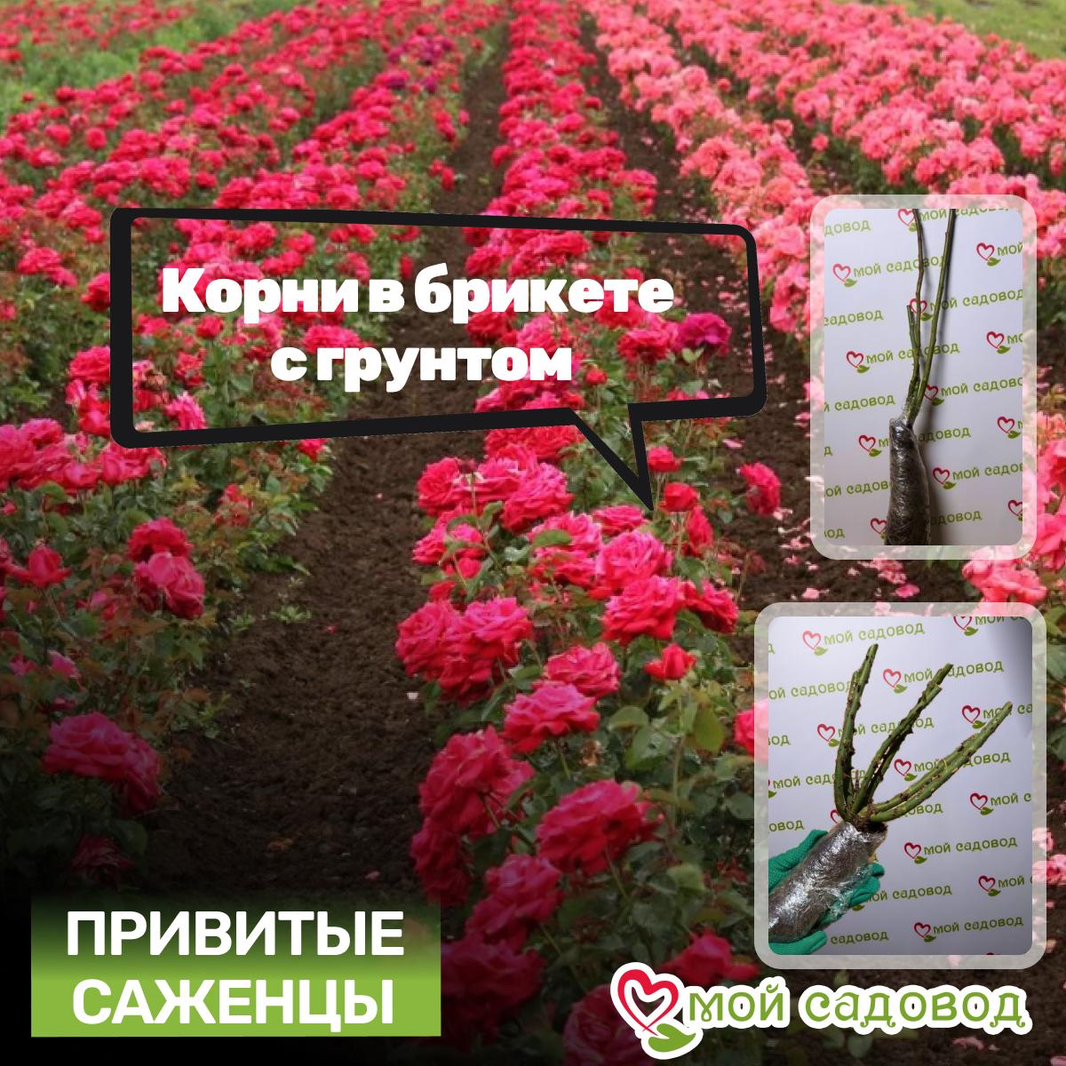 Роза чайно-гибридная Бургундия