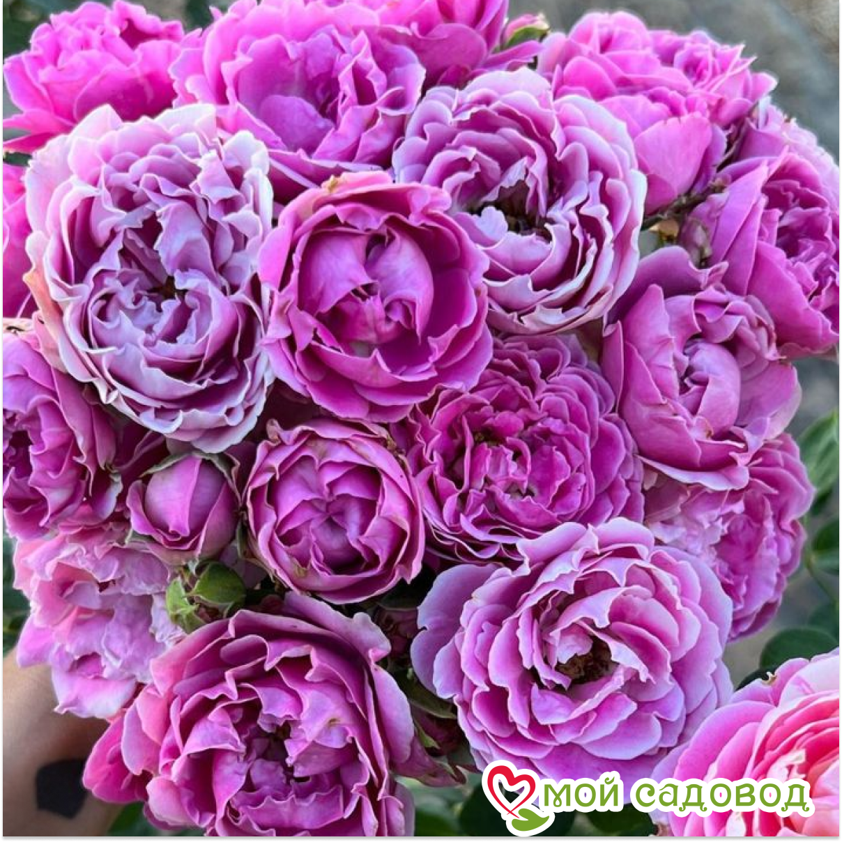 Роза Лав Сонг флорибунда