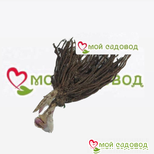 Морозник Дрим Руж